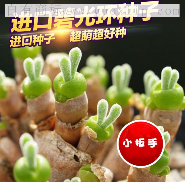 31类商标转让